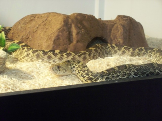 100_2521 Alice drying out after her shed