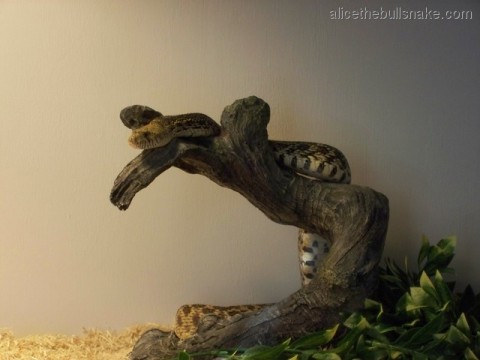 Alice climbing her log