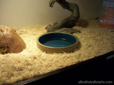 picture of water bowl