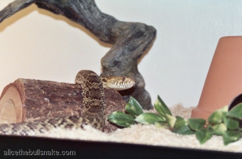 Alice crawling on a log