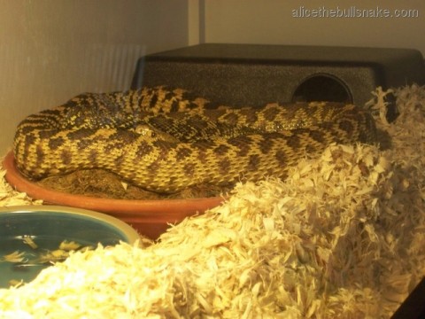 Alice coiled up on moss