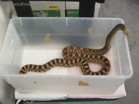 Alice waiting in bin