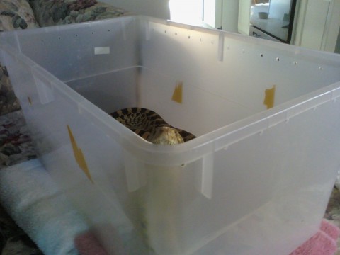 Alice peaking out of her feeding bin